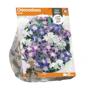 Baltus Chionodoxa Mixed bloembollen per 10 stuks